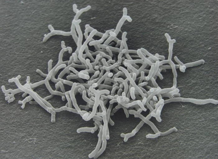 Bifidobacterium longum BB536